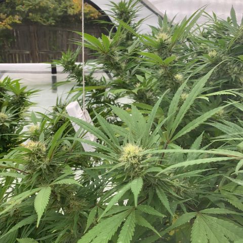 Golden Haze growlog timeline photo