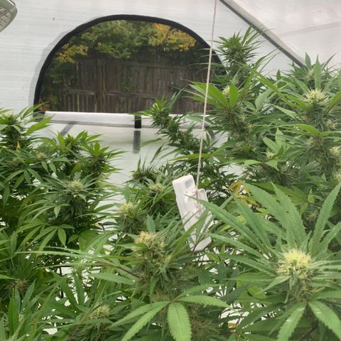 Golden Haze growlog timeline photo