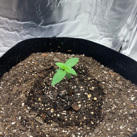 Auto Zkittlez growlog timeline photo