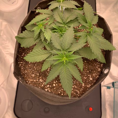 Sunset Sherbert growlog timeline photo