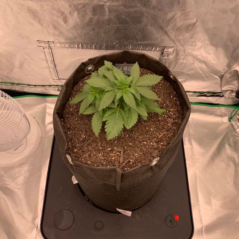 Blueberry growlog timeline photo