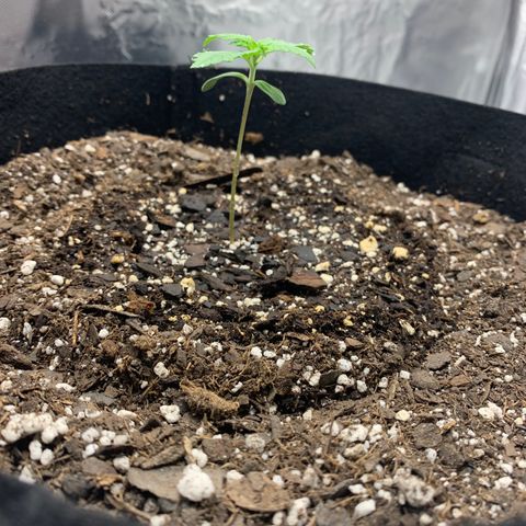 Auto Zkittlez growlog timeline photo