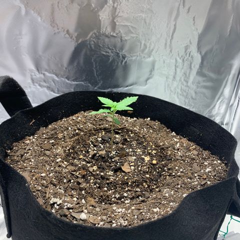 Auto Zkittlez growlog timeline photo