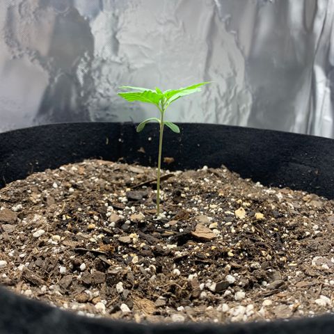 Auto Zkittlez growlog timeline photo