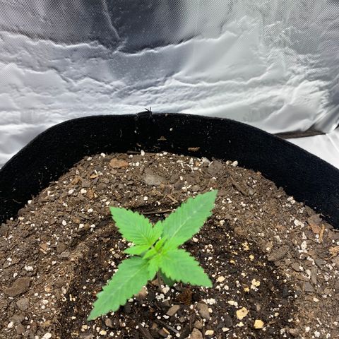 Auto Zkittlez growlog timeline photo