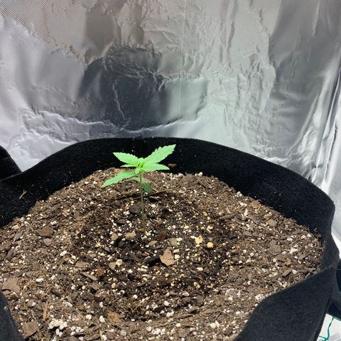 Auto Zkittlez growlog timeline photo
