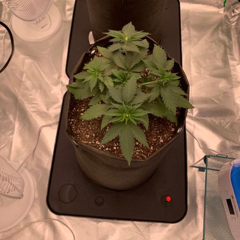 Sunset Sherbert growlog timeline photo