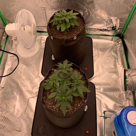 Sunset Sherbert growlog timeline photo