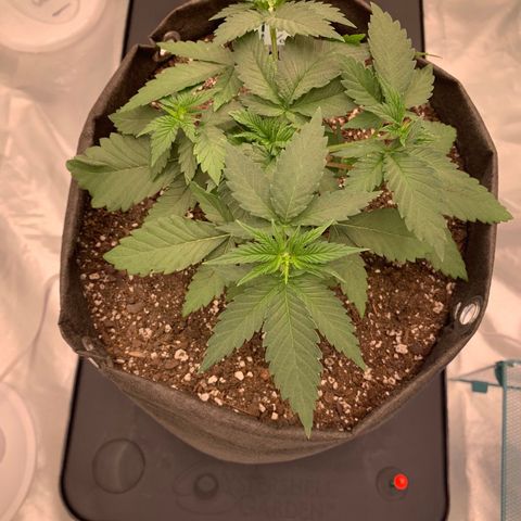 Sunset Sherbert growlog timeline photo