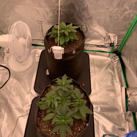 Sunset Sherbert growlog timeline photo