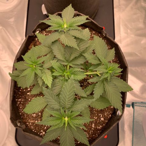 Sunset Sherbert growlog timeline photo