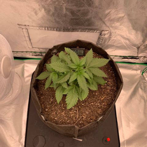 Blueberry growlog timeline photo