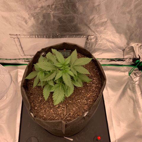 Blueberry growlog timeline photo