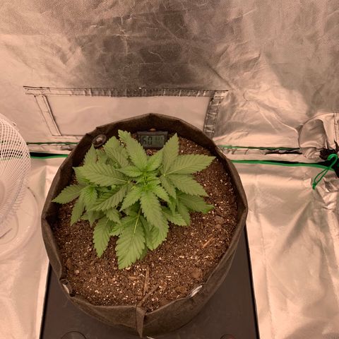 Blueberry growlog timeline photo