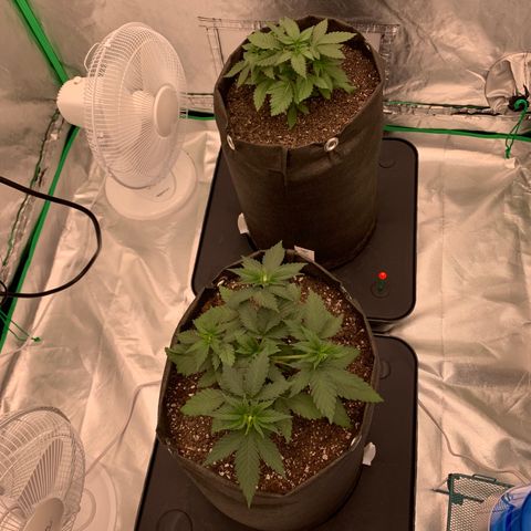 Blueberry growlog timeline photo