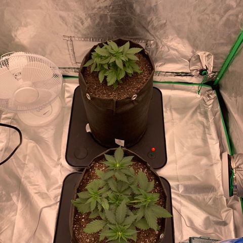 Blueberry growlog timeline photo