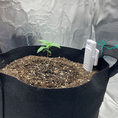 Auto Zkittlez growlog timeline photo