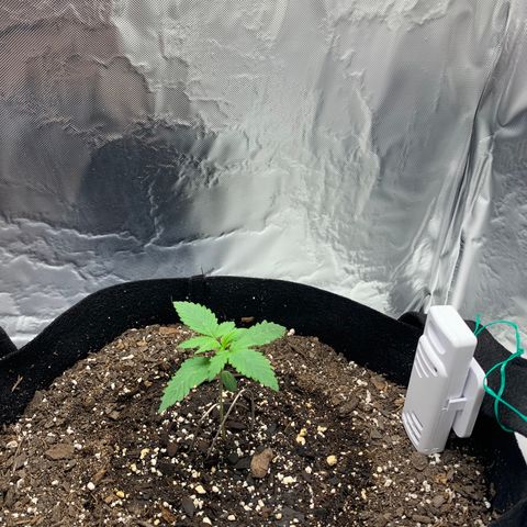 Auto Zkittlez growlog timeline photo
