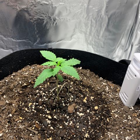Auto Zkittlez growlog timeline photo