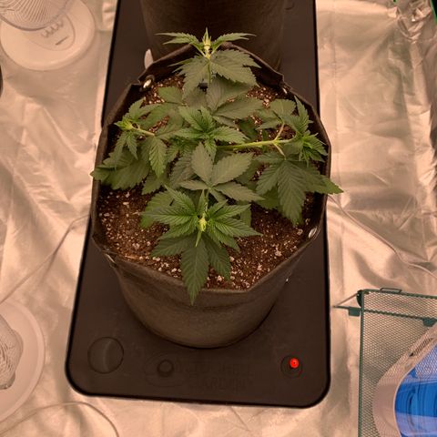 Sunset Sherbert growlog timeline photo
