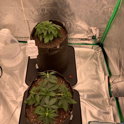 Sunset Sherbert growlog timeline photo