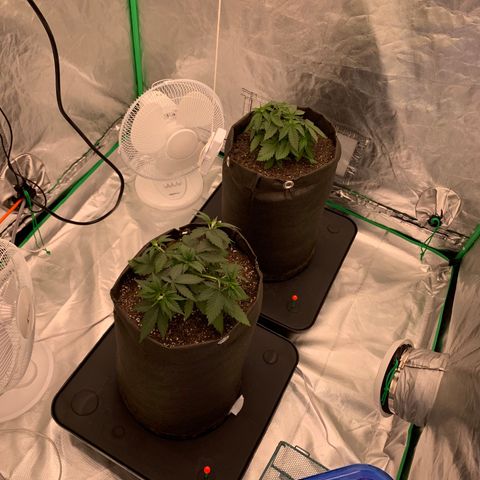 Sunset Sherbert growlog timeline photo