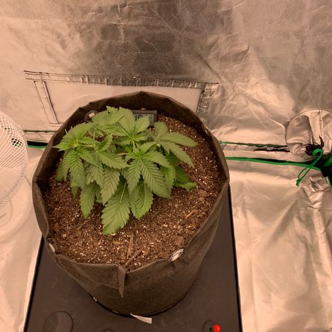 Blueberry growlog timeline photo