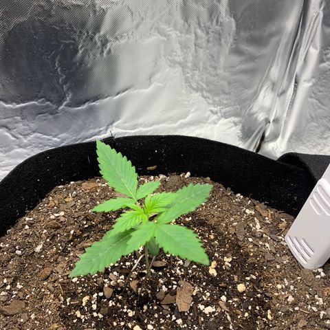 Auto Zkittlez growlog timeline photo