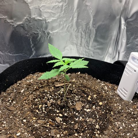 Auto Zkittlez growlog timeline photo