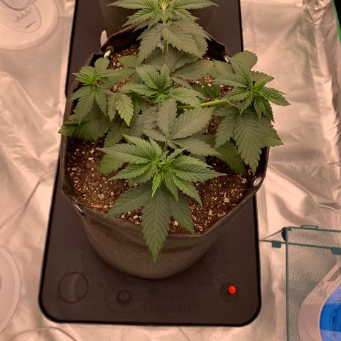 Sunset Sherbert growlog timeline photo