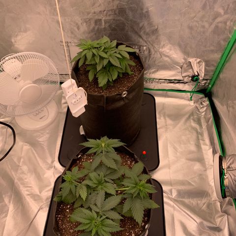 Sunset Sherbert growlog timeline photo
