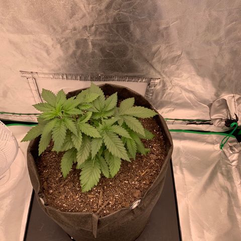 Blueberry growlog timeline photo