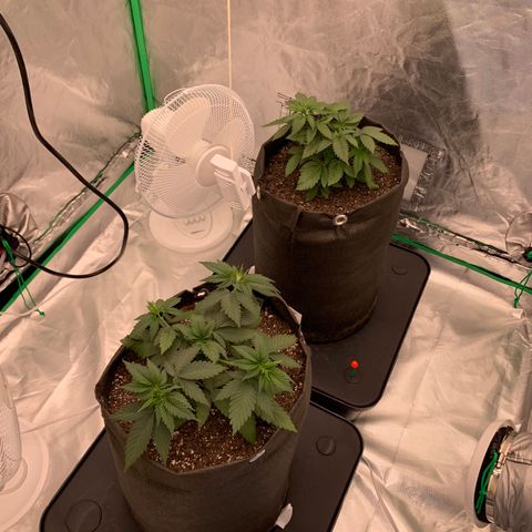 Blueberry growlog timeline photo
