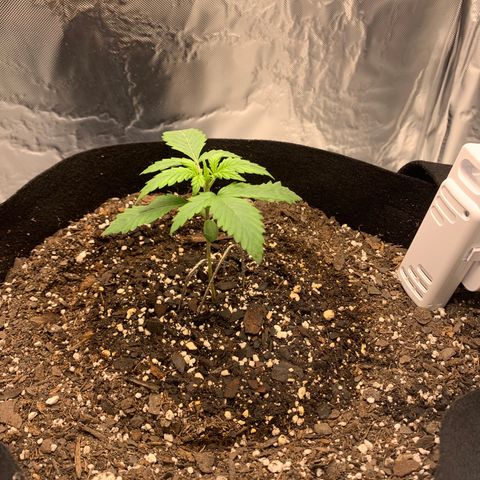 Auto Zkittlez growlog timeline photo