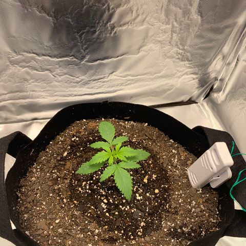 Auto Zkittlez growlog timeline photo