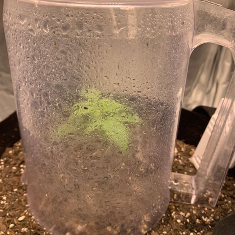 Auto Zkittlez growlog timeline photo