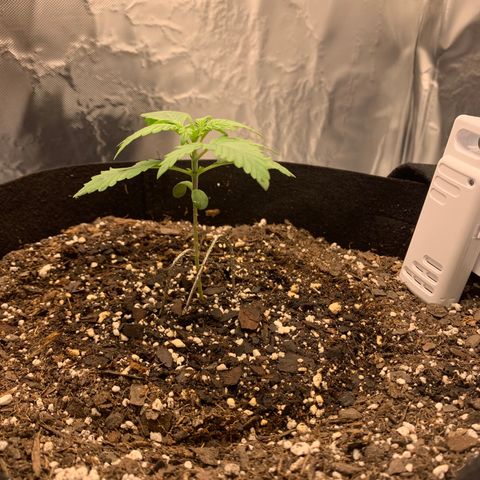 Auto Zkittlez growlog timeline photo