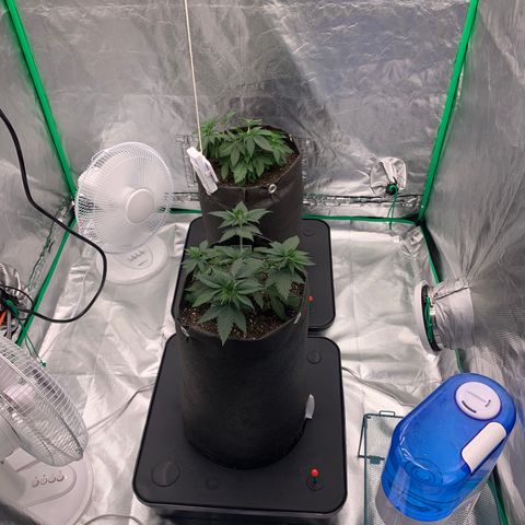 Blueberry growlog timeline photo
