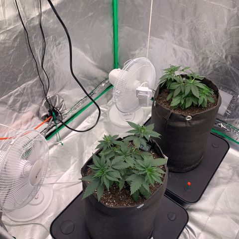 Blueberry growlog timeline photo