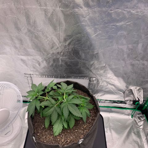 Blueberry growlog timeline photo