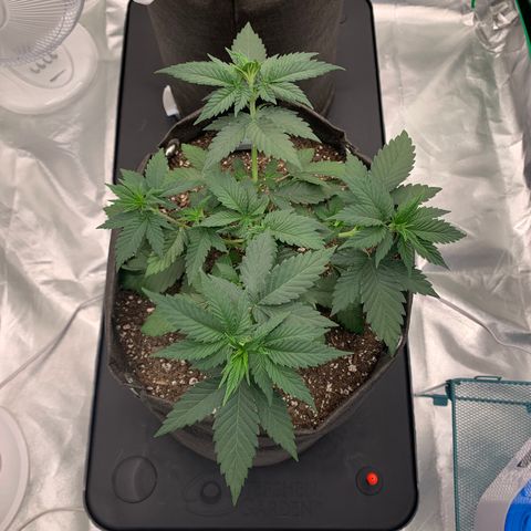 Sunset Sherbert growlog timeline photo