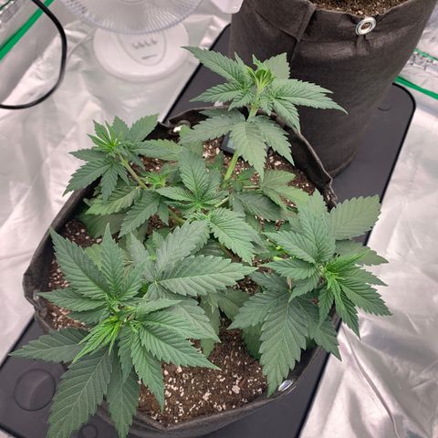 Sunset Sherbert growlog timeline photo