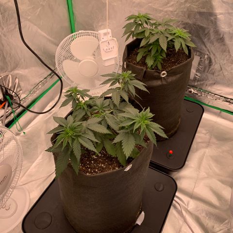 Sunset Sherbert growlog timeline photo