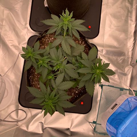 Sunset Sherbert growlog timeline photo