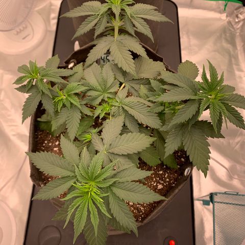 Sunset Sherbert growlog timeline photo