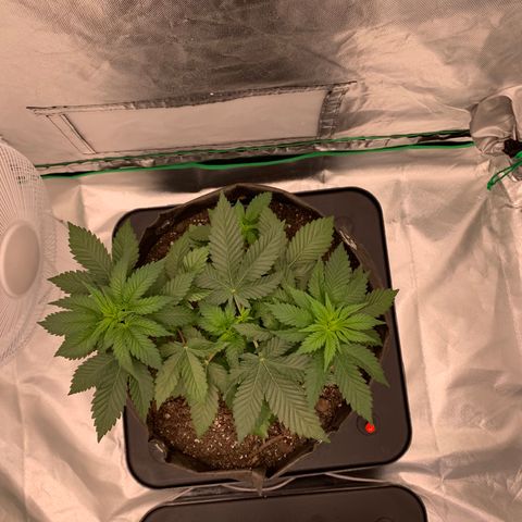 Blueberry growlog timeline photo