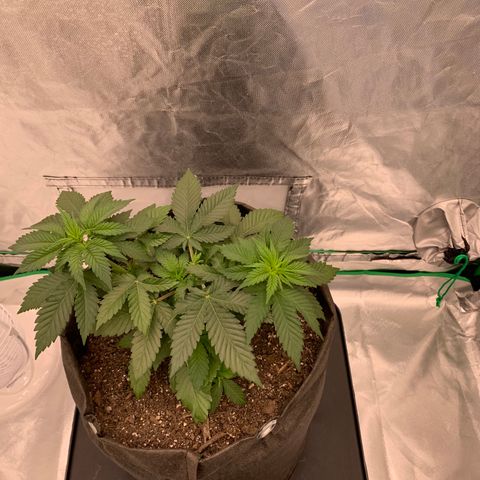 Blueberry growlog timeline photo