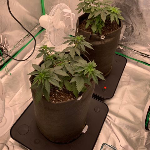 Blueberry growlog timeline photo