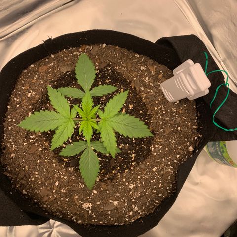 Auto Zkittlez growlog timeline photo