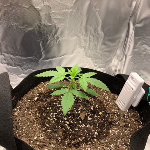 Auto Zkittlez growlog timeline photo